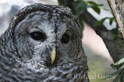 Speed Dating Event - Owl Always Love You