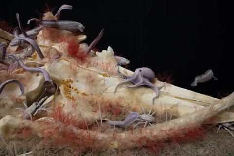 Death: Life’s Greatest Mystery Opening Day