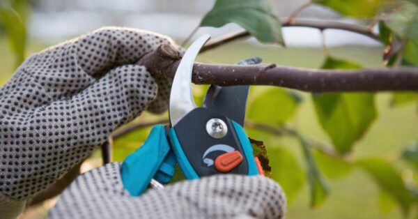 Winter Fruit Tree Pruning Part 1