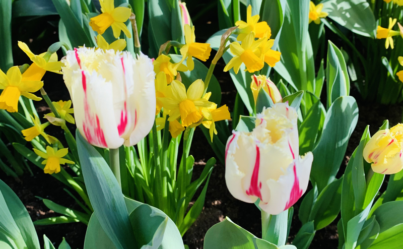 Easter at the Muttart