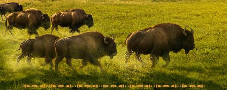 Bring Them Home & How the Land Remembers Us