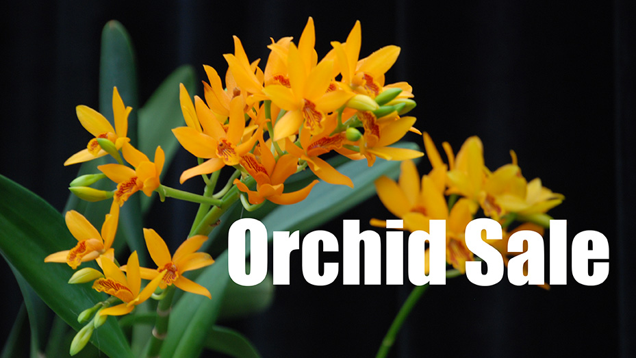 Orchid Sale