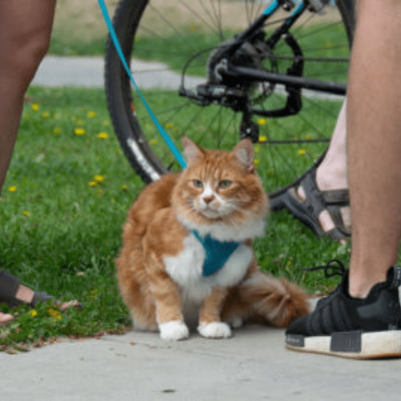 Cat Meet-up in the Park