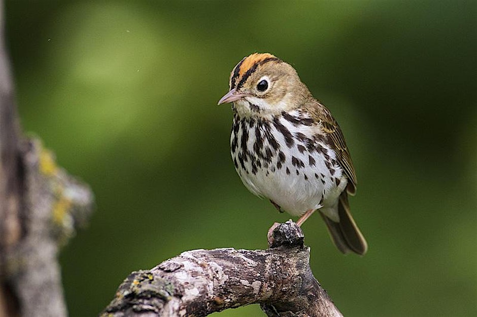 Where the Ovenbird Sings