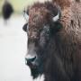 Film Screening: Animal Nation – Bison