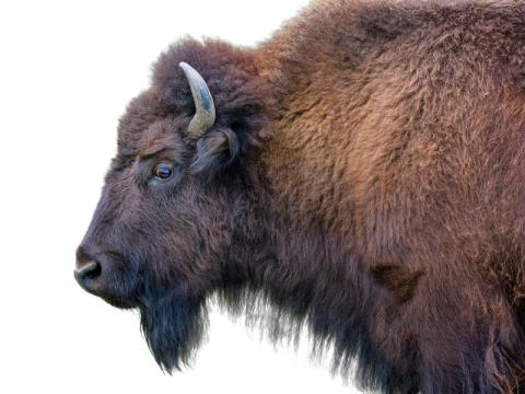 Drop-In Sketching: Animals for Indigenous History Month