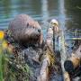 Film Screening: Animal Nation - Beaver