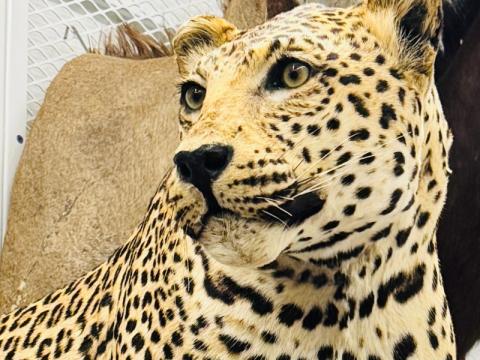 Drop-In Sketching: Exotic Animals from Africa and Asia