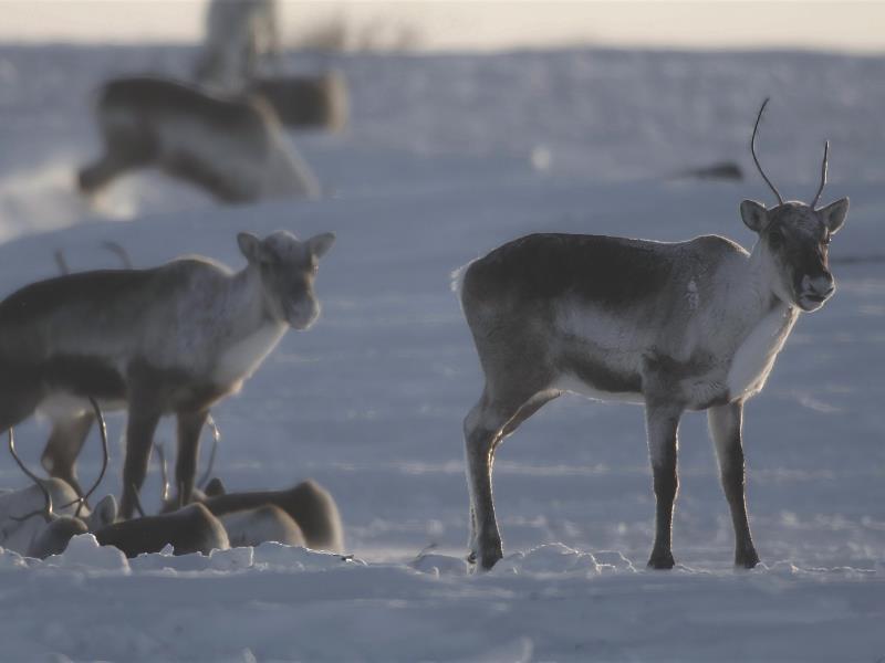 Film Screening: Animal Nation - Caribou