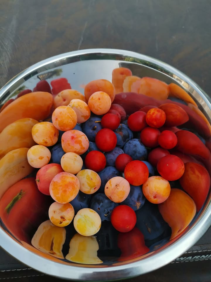 Fruit Festival
