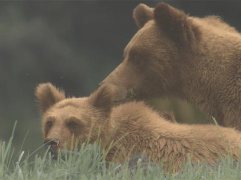 Film Screening: Animal Nation – Bear