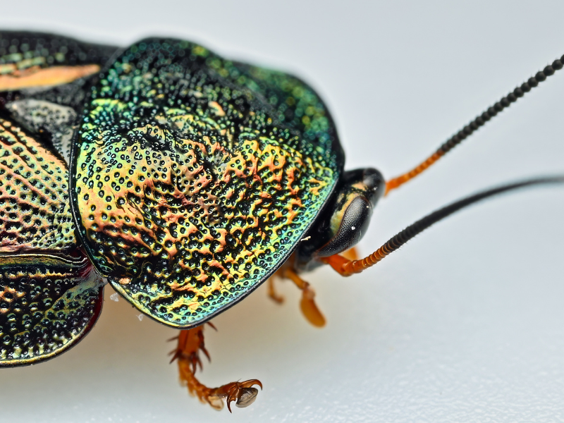 Drop-In Sketching: Bugs