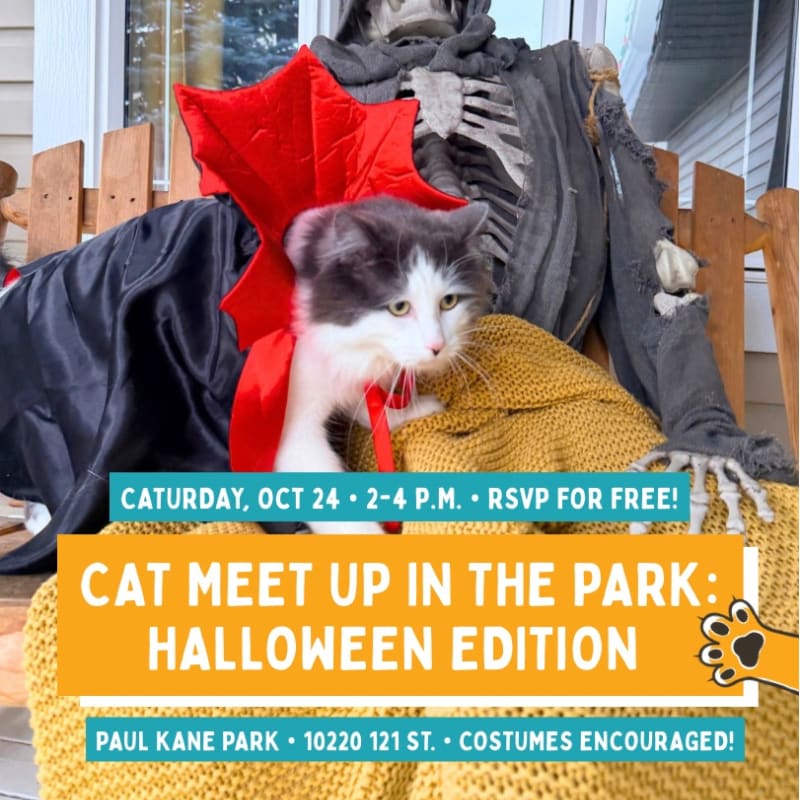 Cat Meet-up in the Park: Halloween Edition