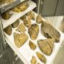 Junior Museum Skills Workshop: Ice Age Palaeontology