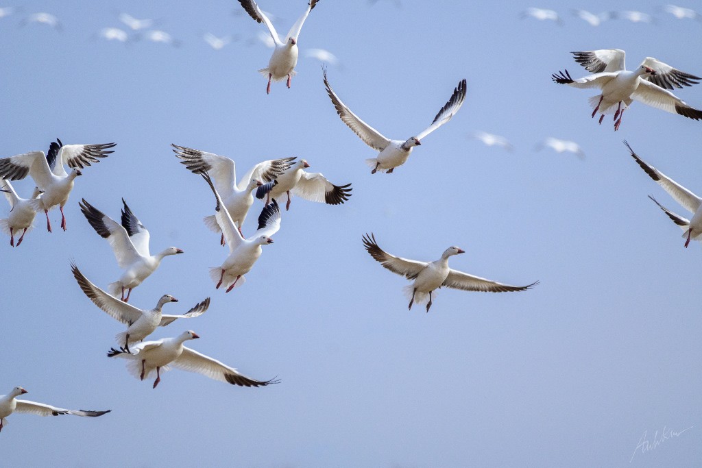 Many snow geese, who are nearly all-white aside from black wingtips, are seen in flight during the 2023 Snow Goose Festival