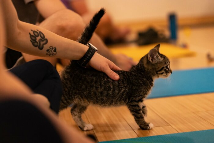 A kitten stretches while a person pets it