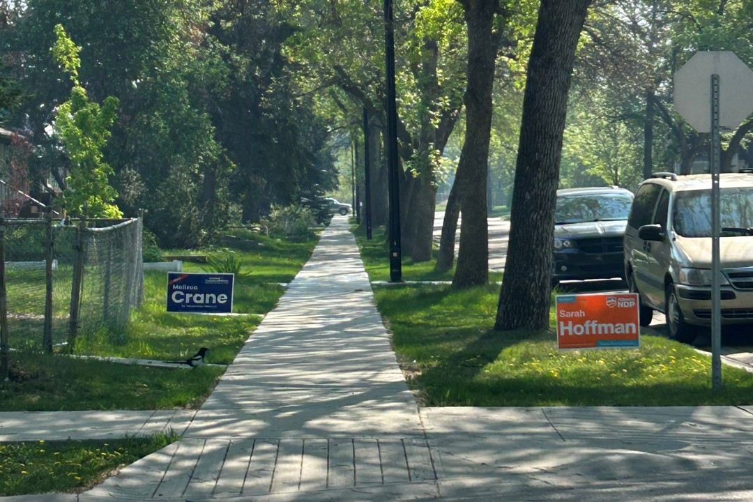 A UCP sign to the left of a sidewalk and an NDP sign to the right on a tree-lined street with a magpie walking by