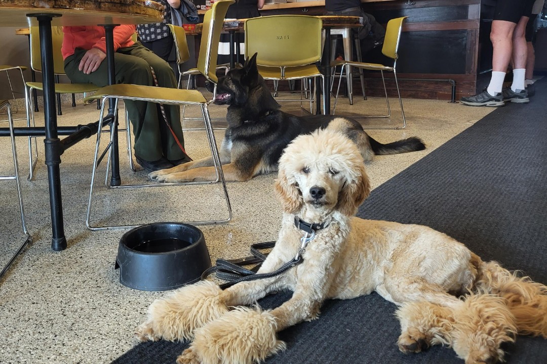 A light-brown poodle with floofy ankles relaxes beside a water dish, its leash loose on the ground, while an attentive German shepherd looks up at a human lightly holding its leash in a taproom
