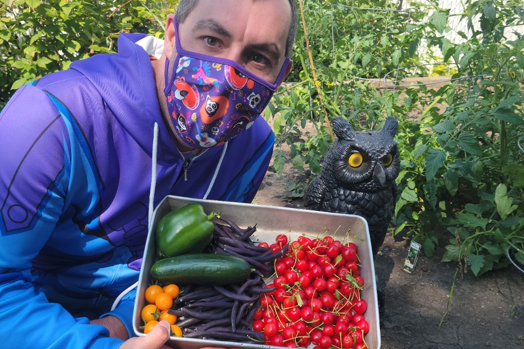 A man holds a tray of Evans cherries, purple beans, yellow cherry tomatoes, a cucumber, and a green pepper. An owl ornament and tomato plants are beside him.