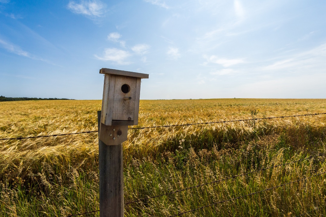 A wheat field with a bird house on a barbed wire fence post