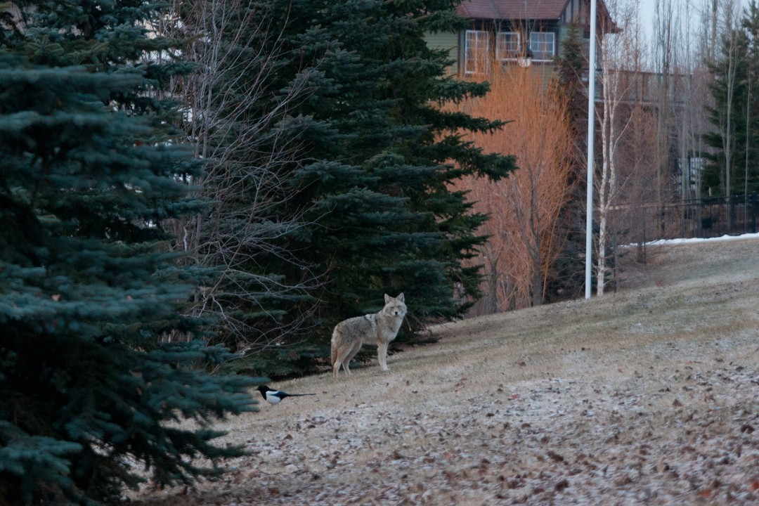 A coyote and a magpie near a stand of trees behind housing