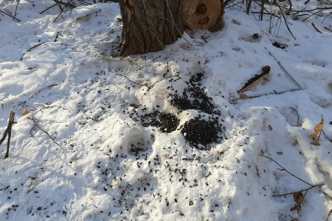Black seeds scattered in the snow beside a tree and cut wood
