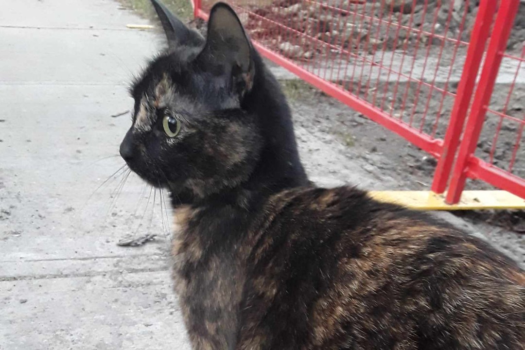 A black and brown cat on a city sidewalk with a red temporary construction fence behind it