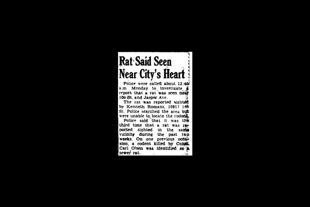 A newspaper clipping of a story with the headline "Rat Said Seen Near City's Heart"