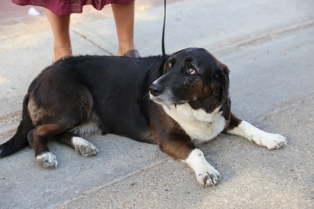 A medium-sized dog on a leash lies on a sidewalk in the sun