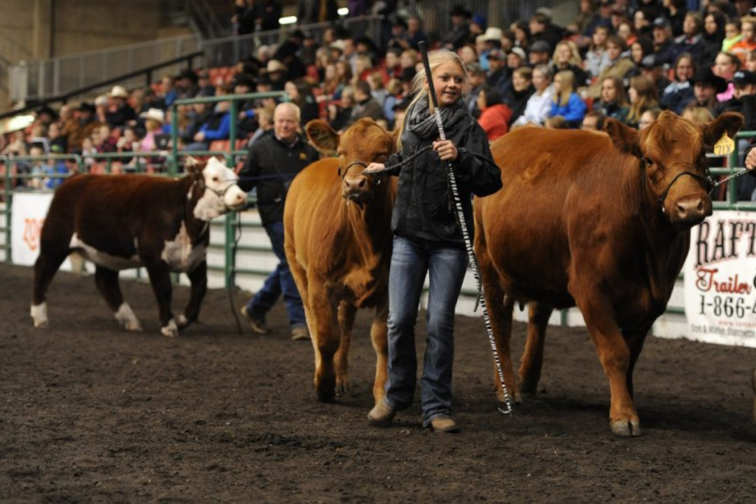 People lead cattle around a dirt-covered show floor while spectators watch
