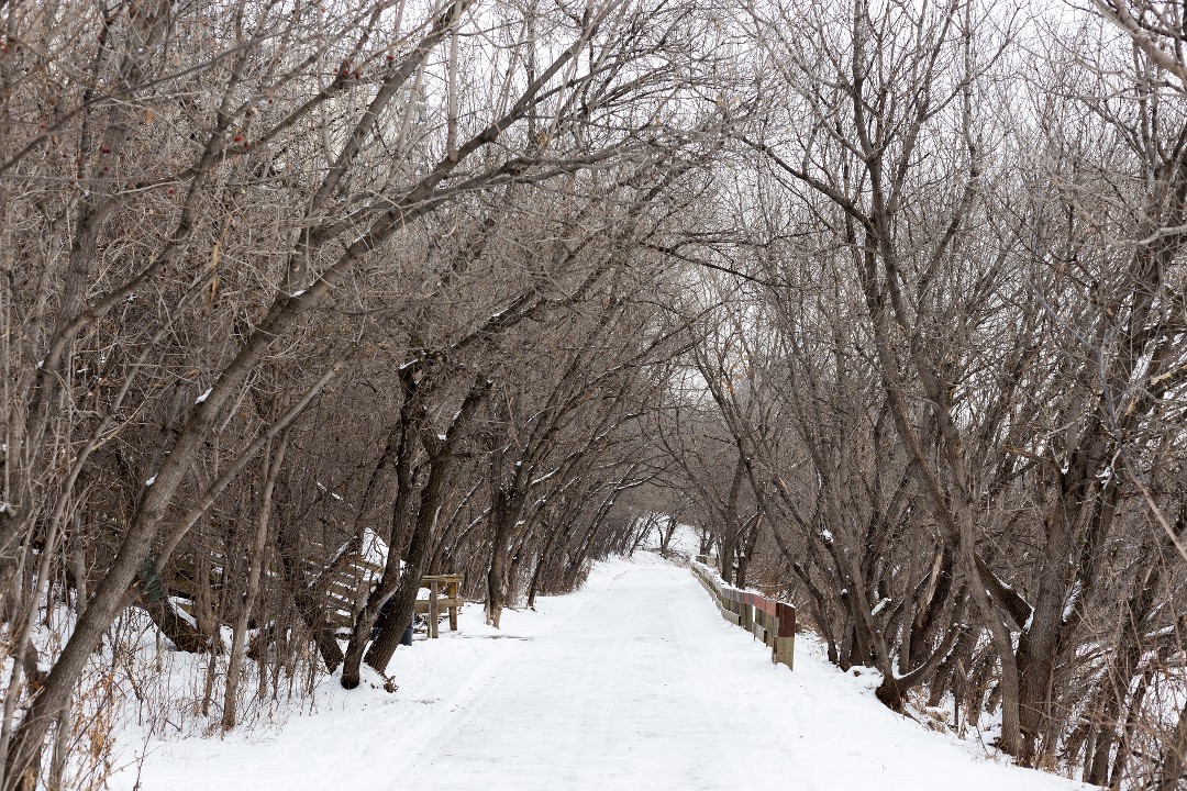 A view of a snow-covered pathway surrounded by trees in Edmonton's river valley.