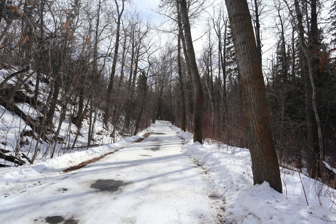 A path in Edmonton's river valley.