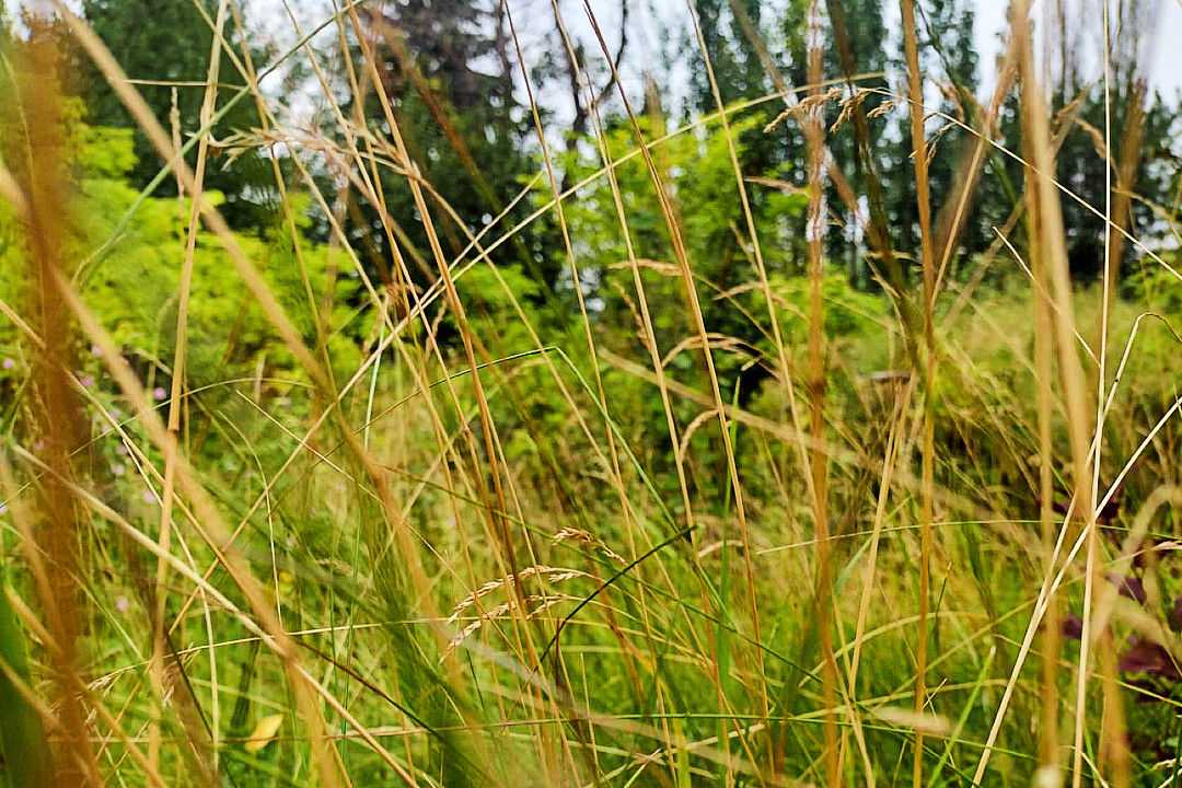 Close-up shot of strands of grass in an urban naturalization site