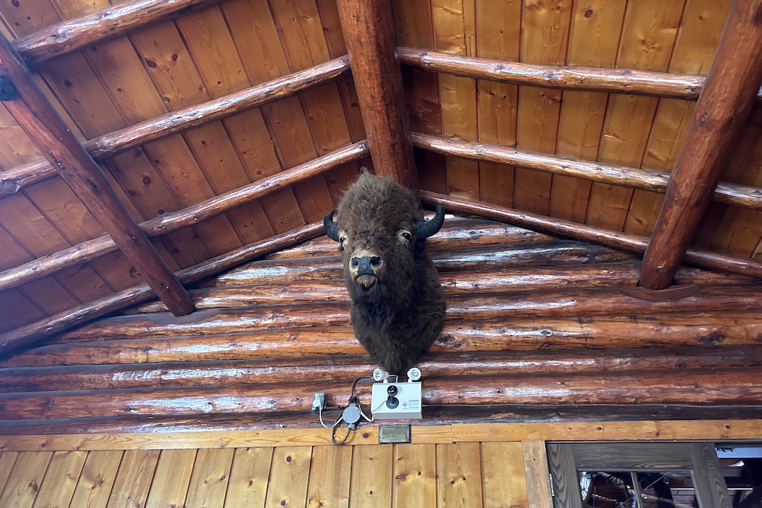 A bison head mounted on the wall of a log cabin.