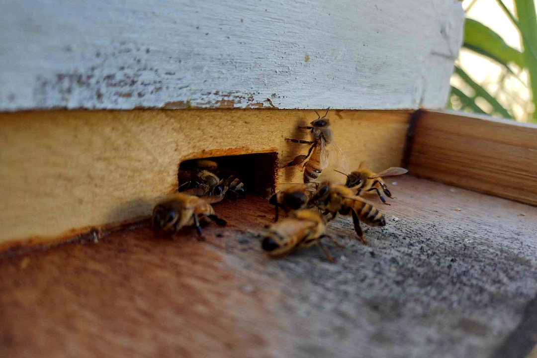 Bees going in and out of the entrance to a bee box