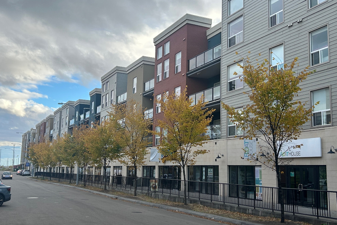 A row of elm trees along a sidewalk.