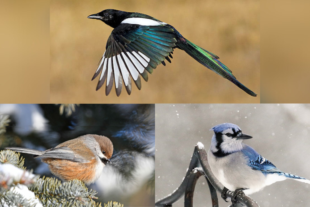 A black-billed magpie, a boreal chickadee, and a blue jay.