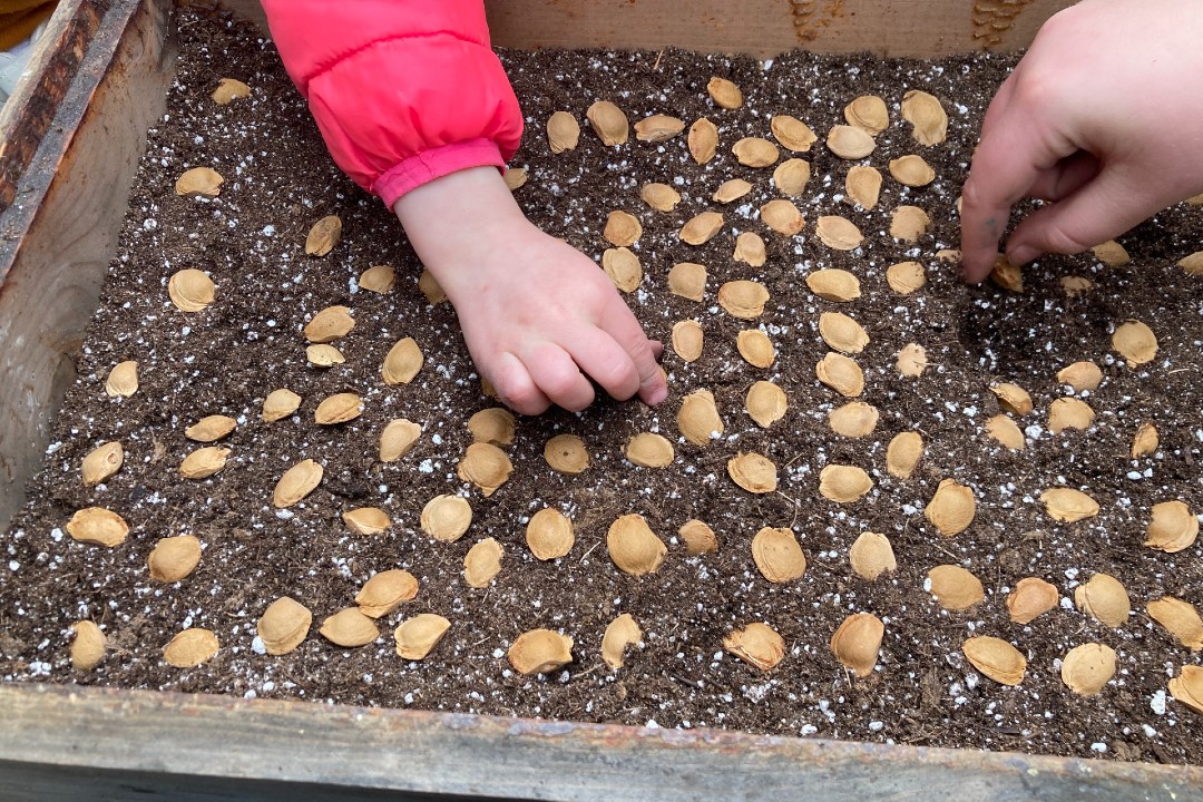 Two hands push seeds into soil.