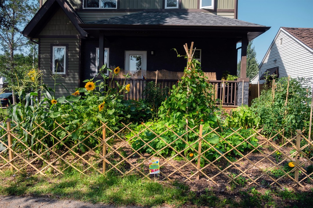 [A front yard with sunflowers.