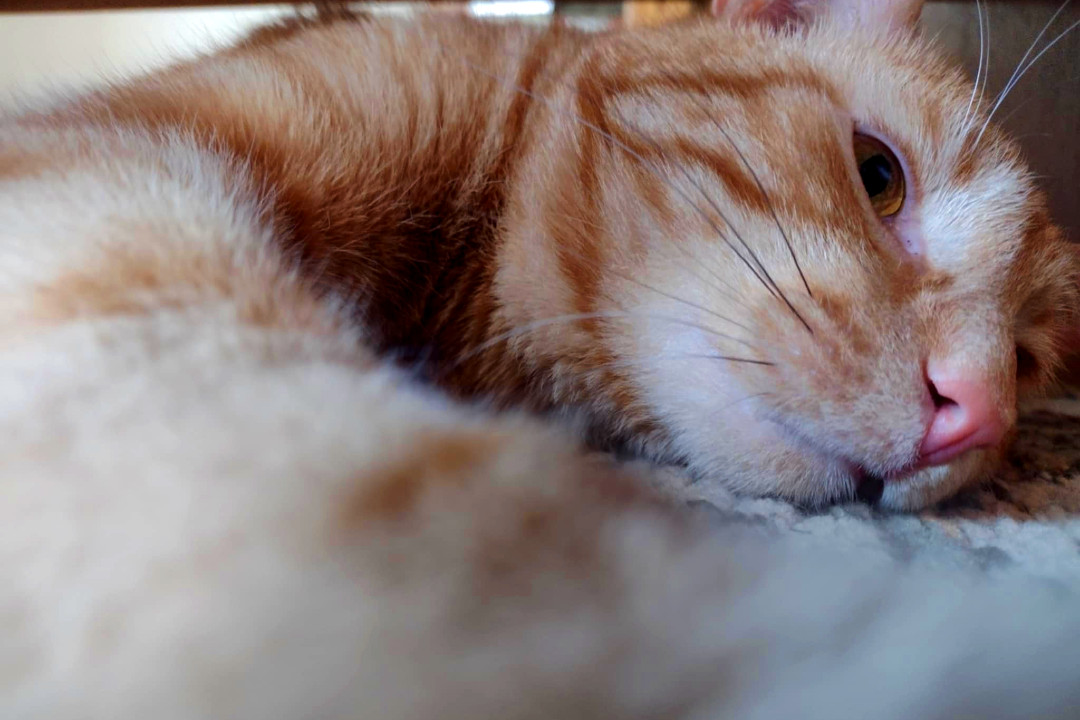 Calls for public engagement: Animal advocacy, Windermere park, open spaces Close-up of an orange cat laying on a carpet