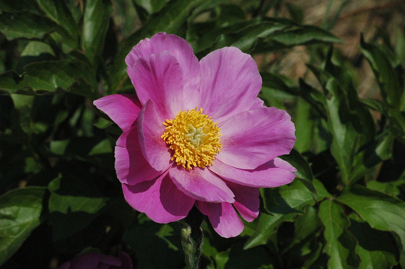 Happenings: June 23, 2025 An open bloom of a wild rose