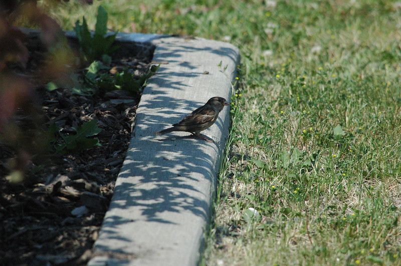 Happenings: June 25, 2025 A bird on a curb