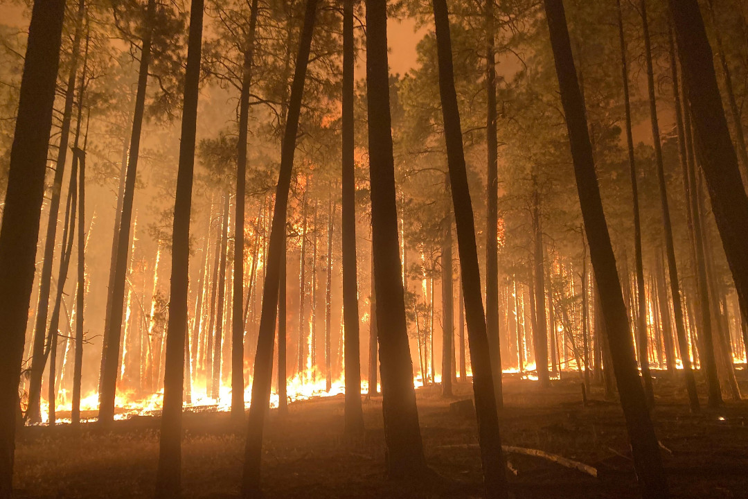 Calls for public engagement: Entertainment district, wildfire strategy, open spaces Ground-level view of a forest fire, filled with smoke, with a line of flames along the ground and climbing the trees