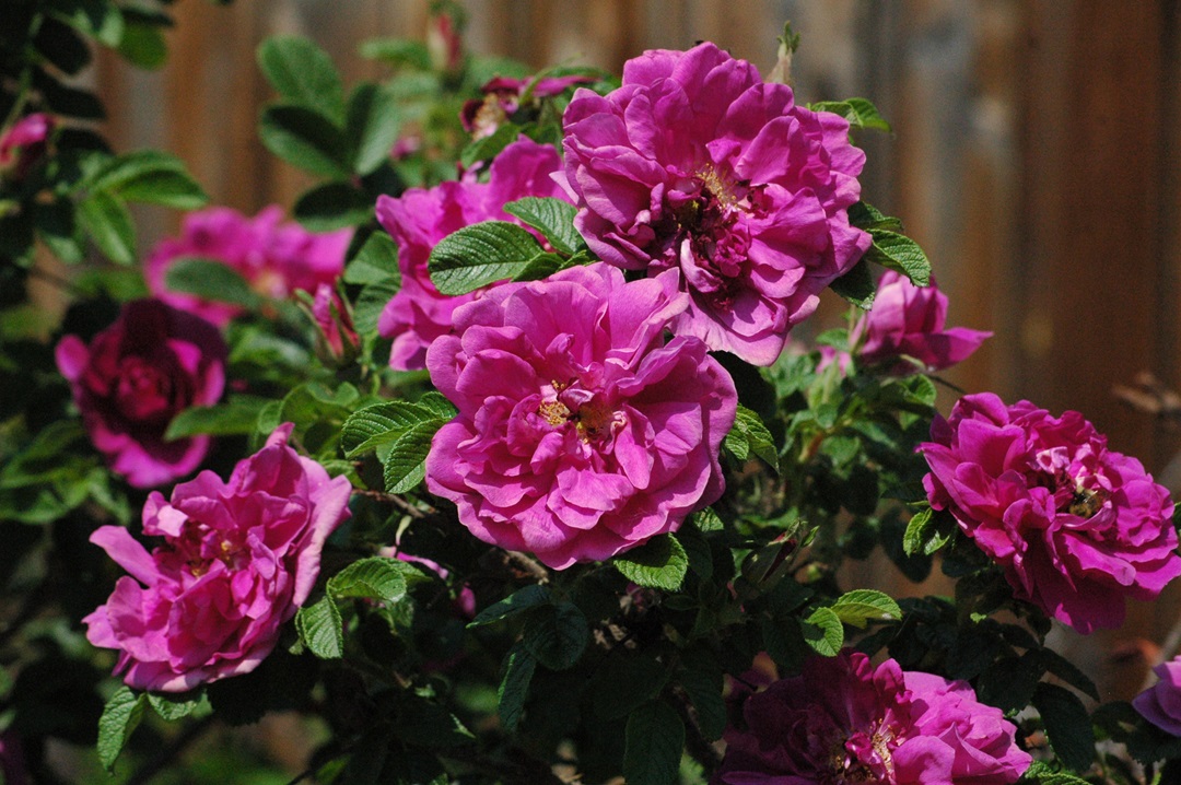 Happenings: July 4-6, 2025 Roses in bloom