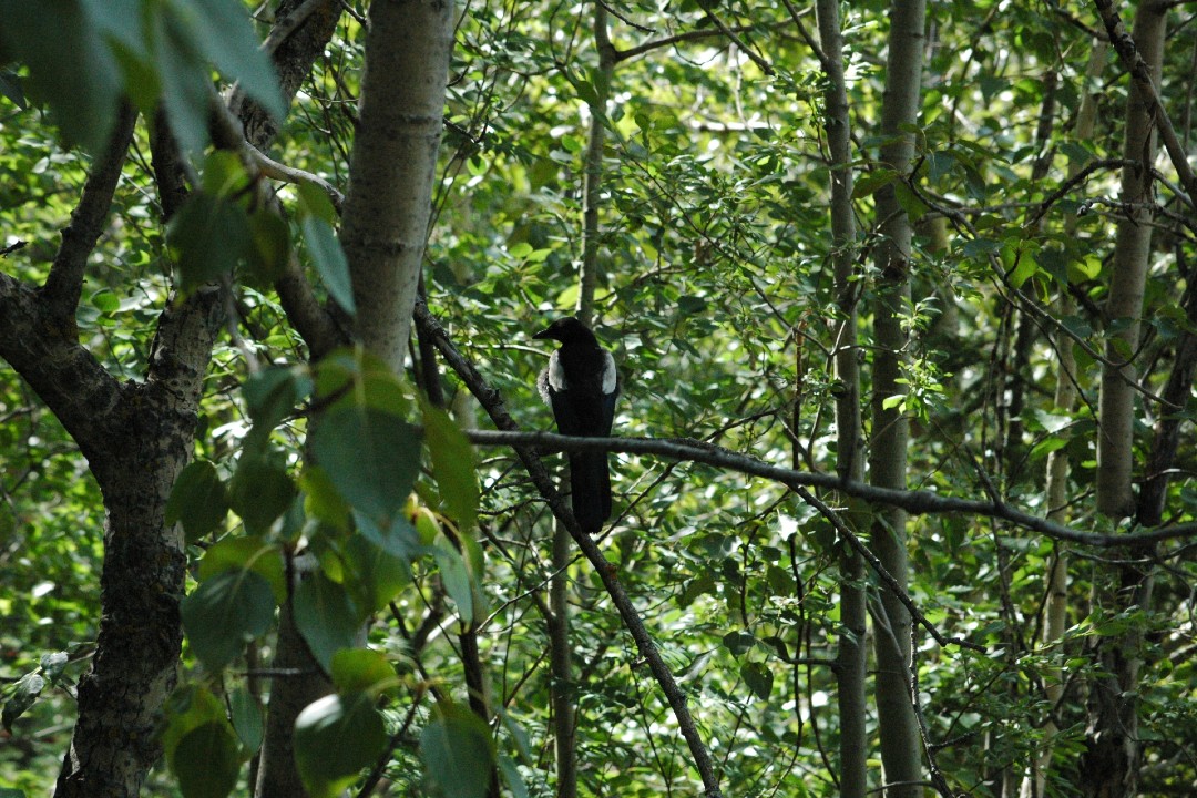 Edmonton-made app makes it easier for citizen scientists to count birds A black and white bird perches on a branch in a forest.