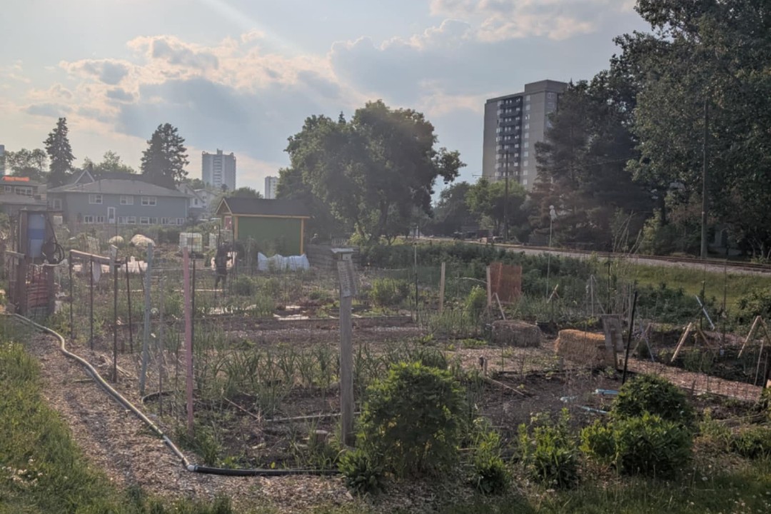 A lush garden in the summer, with high-rise buildings in the background.