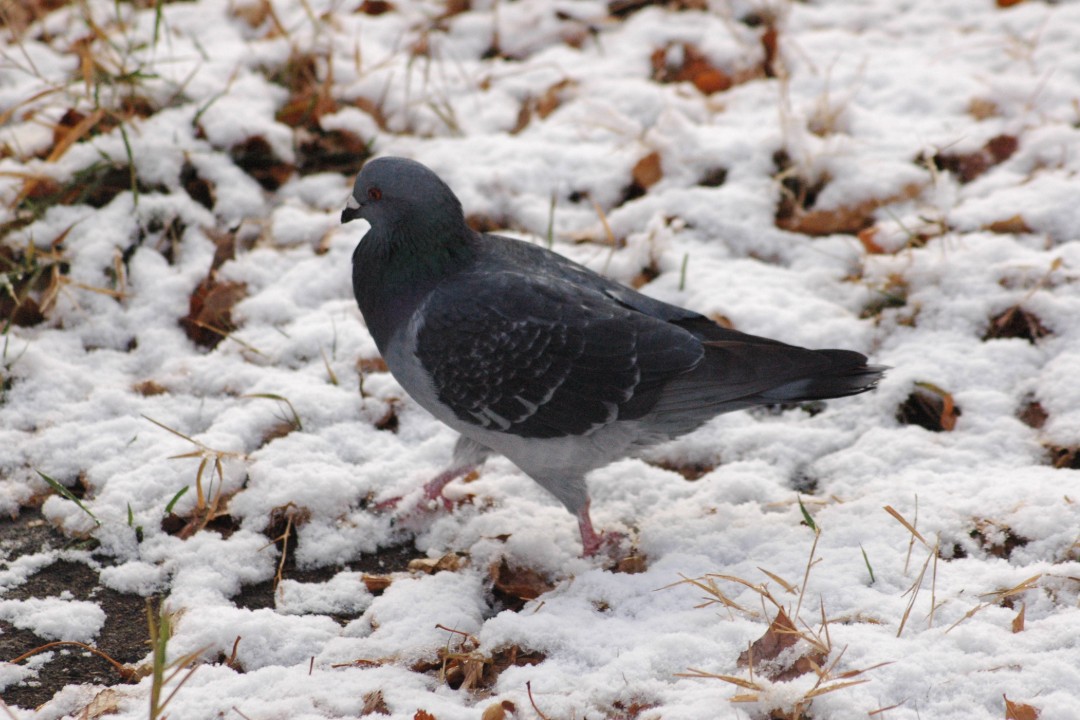 A pigeon walks across snowy ground