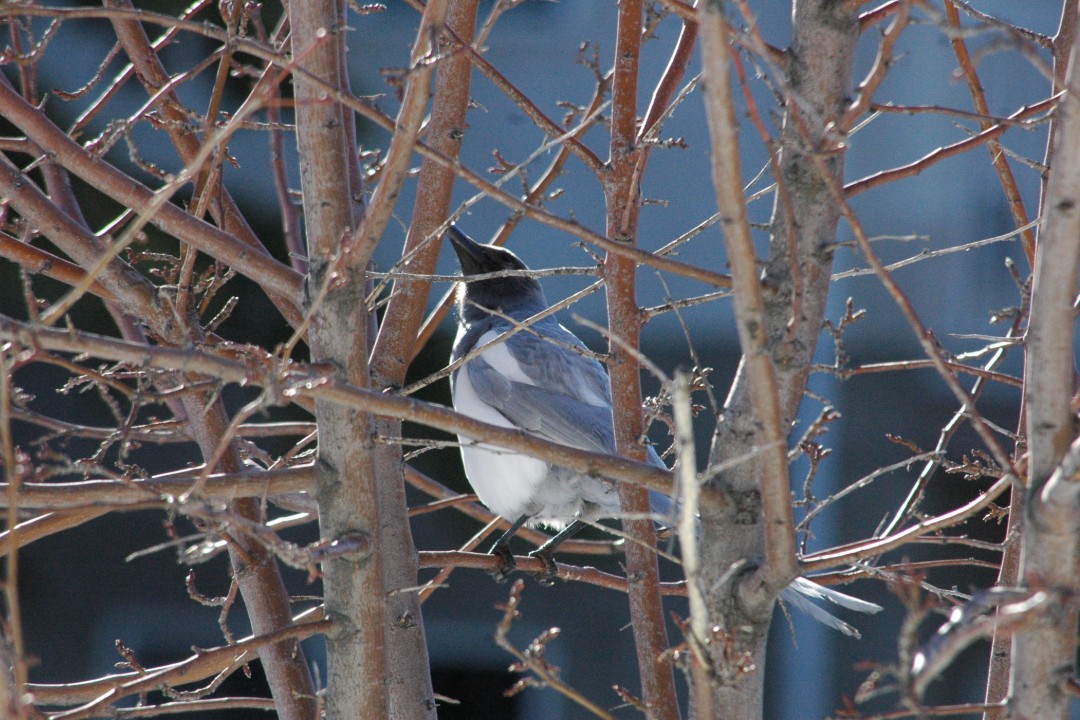 A bird sits in a tree