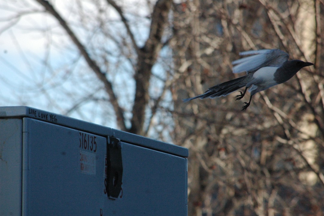 A bird flies away from a power box