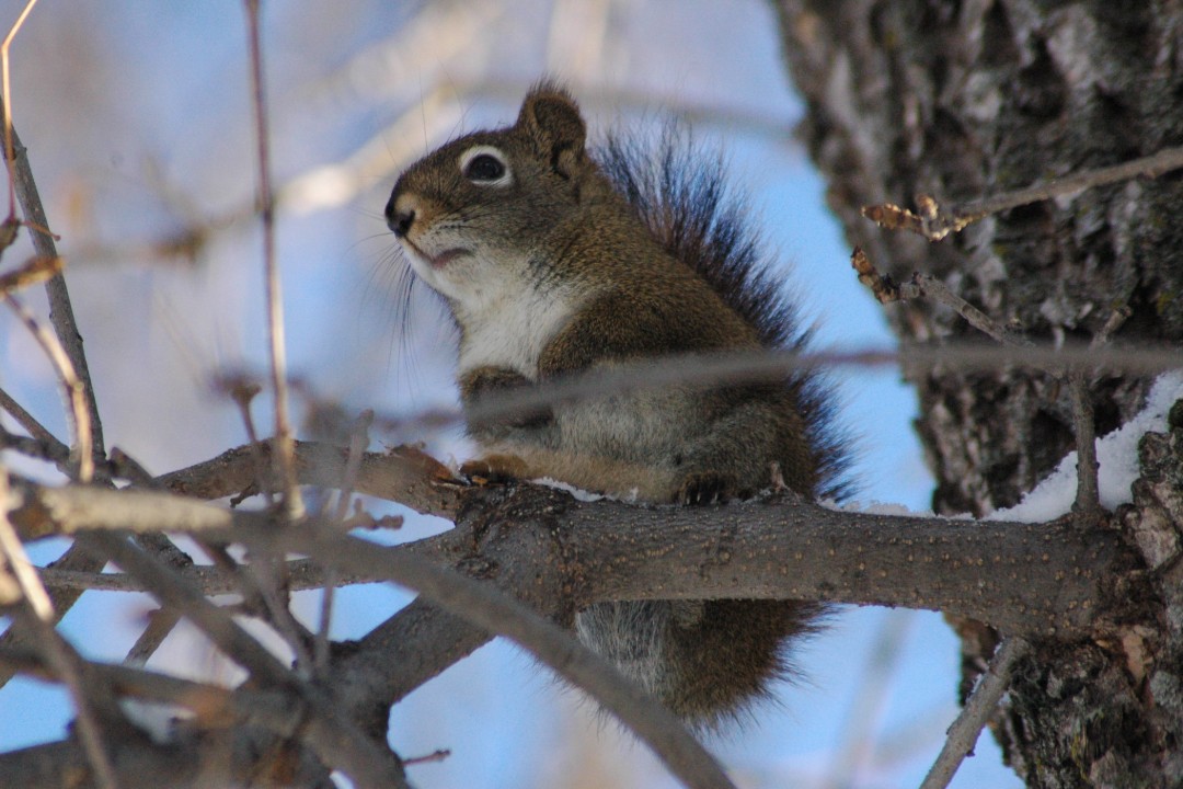A bushy-tailed squirrel on a tree